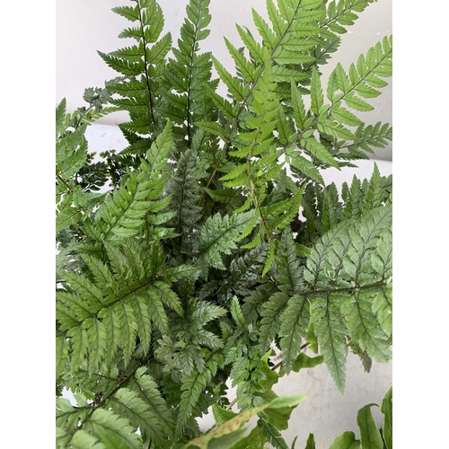 248 - SIX MIXED OUTDOOR FERNS - CYRTOMIUM, POLYSTICHUM, DRYOPTERIS, AND ASPLENIUM. IN 2 LTR POTS APPROX 40... 