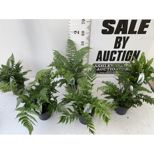 249 - SIX MIXED OUTDOOR FERNS - CYRTOMIUM, POLYSTICHUM, DRYOPTERIS, AND ASPLENIUM. IN 2 LTR POTS APPROX 40... 