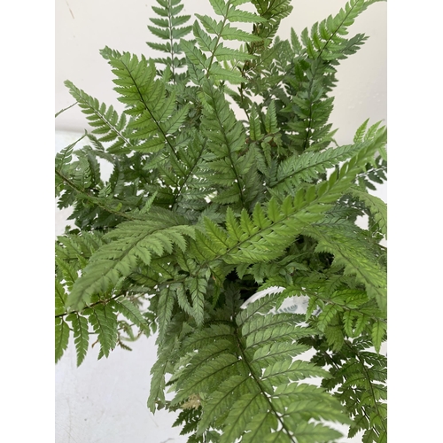 249 - SIX MIXED OUTDOOR FERNS - CYRTOMIUM, POLYSTICHUM, DRYOPTERIS, AND ASPLENIUM. IN 2 LTR POTS APPROX 40... 