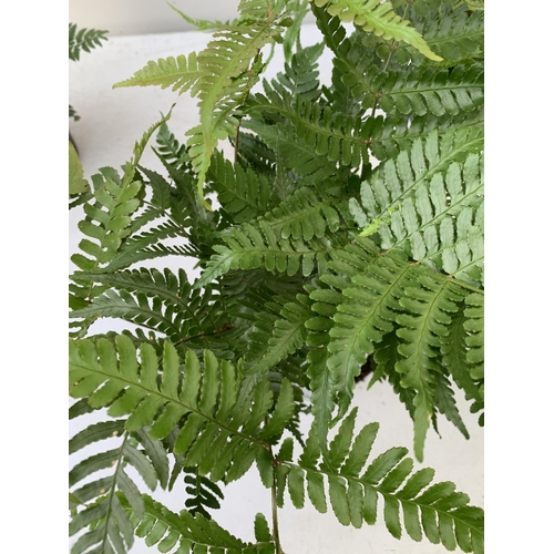 249 - SIX MIXED OUTDOOR FERNS - CYRTOMIUM, POLYSTICHUM, DRYOPTERIS, AND ASPLENIUM. IN 2 LTR POTS APPROX 40... 