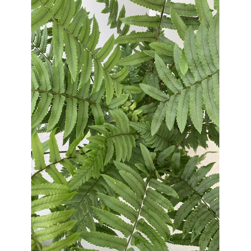 249 - SIX MIXED OUTDOOR FERNS - CYRTOMIUM, POLYSTICHUM, DRYOPTERIS, AND ASPLENIUM. IN 2 LTR POTS APPROX 40... 