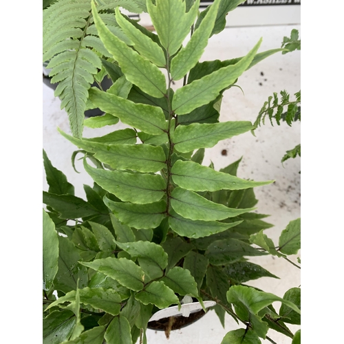 249 - SIX MIXED OUTDOOR FERNS - CYRTOMIUM, POLYSTICHUM, DRYOPTERIS, AND ASPLENIUM. IN 2 LTR POTS APPROX 40... 