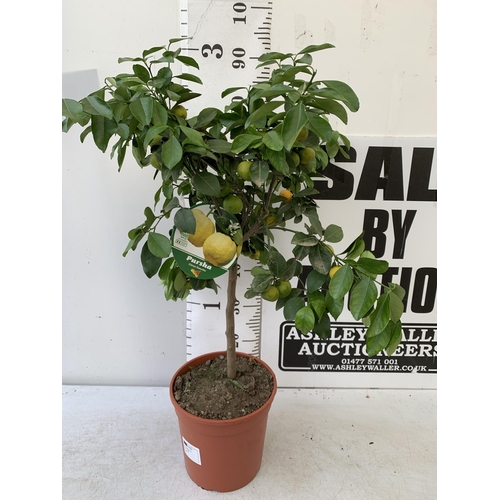 250 - ONE PURSHA LIME CITRUS TREE WITH FRUIT. APPROX 90CM IN HEIGHT IN A 7 LTR POT. NO VAT