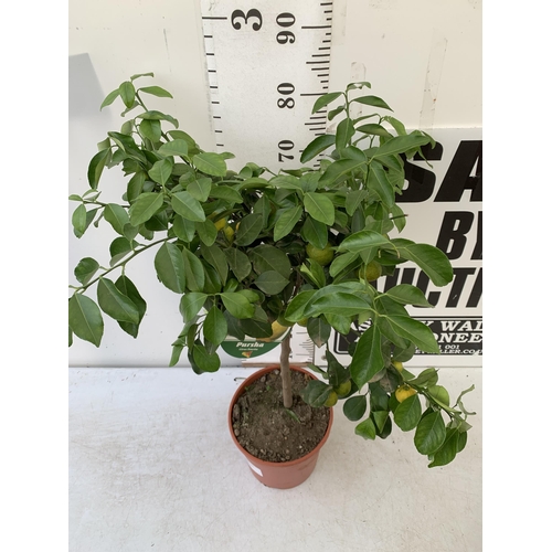 250 - ONE PURSHA LIME CITRUS TREE WITH FRUIT. APPROX 90CM IN HEIGHT IN A 7 LTR POT. NO VAT