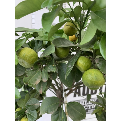 250 - ONE PURSHA LIME CITRUS TREE WITH FRUIT. APPROX 90CM IN HEIGHT IN A 7 LTR POT. NO VAT