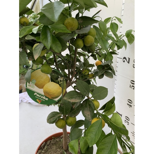 250 - ONE PURSHA LIME CITRUS TREE WITH FRUIT. APPROX 90CM IN HEIGHT IN A 7 LTR POT. NO VAT