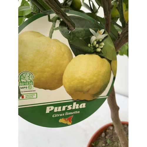 250 - ONE PURSHA LIME CITRUS TREE WITH FRUIT. APPROX 90CM IN HEIGHT IN A 7 LTR POT. NO VAT