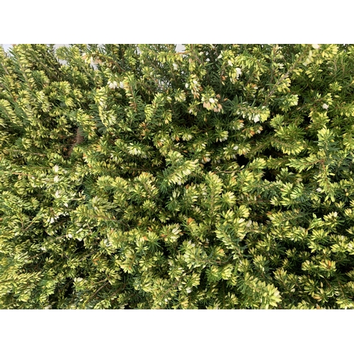 251 - TWENTY MIXED HEATHER PLANTS ON TWO TRAYS. APPROX 20CM IN HEIGHT TO BE SOLD FOR THE TWENTY