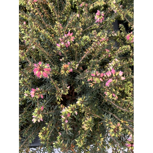 252 - TWENTY MIXED HEATHER PLANTS ON TWO TRAYS. APPROX 20CM IN HEIGHT TO BE SOLD FOR THE TWENTY