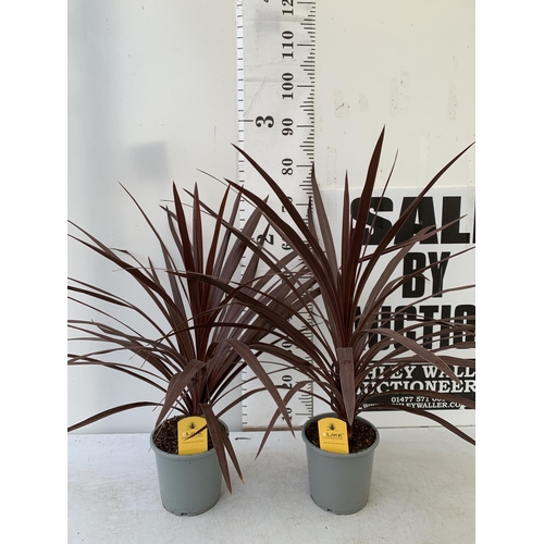 253 - TWO CORDYLINE AUSTRALIS REDSTAR 80CM - 90CM TALL , IN 3 LTR POTS TO BE SOLD FOR THE TWO