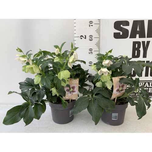 254 - TWO HELLEBOROUS HELLEBORES WHITE ORIENTALIS IN THREE LITRE POTS 50CM TALL TO BE SOLD FOR THE TWO