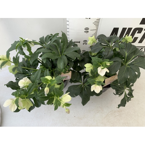 254 - TWO HELLEBOROUS HELLEBORES WHITE ORIENTALIS IN THREE LITRE POTS 50CM TALL TO BE SOLD FOR THE TWO