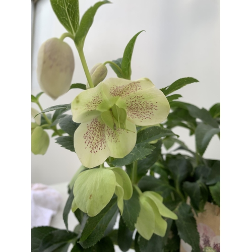 254 - TWO HELLEBOROUS HELLEBORES WHITE ORIENTALIS IN THREE LITRE POTS 50CM TALL TO BE SOLD FOR THE TWO