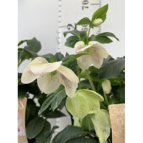 254 - TWO HELLEBOROUS HELLEBORES WHITE ORIENTALIS IN THREE LITRE POTS 50CM TALL TO BE SOLD FOR THE TWO