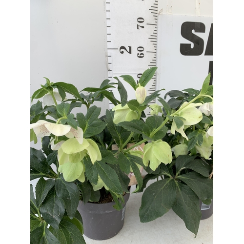 254 - TWO HELLEBOROUS HELLEBORES WHITE ORIENTALIS IN THREE LITRE POTS 50CM TALL TO BE SOLD FOR THE TWO