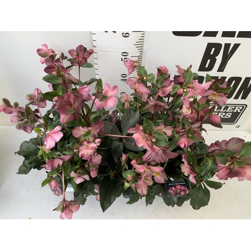 255 - EIGHT LARGE HELLEBORES ICE N' ROSES 'EARLY RED' ON A TRAY. IN 1.5 LTR POTS IN FULL BLOOM. APPROX 60-... 