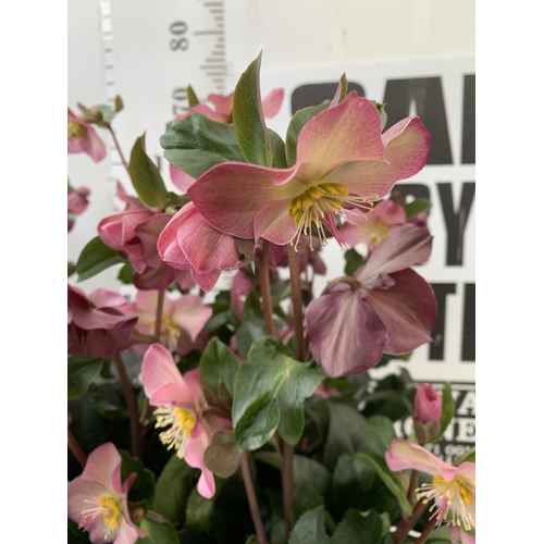 255 - EIGHT LARGE HELLEBORES ICE N' ROSES 'EARLY RED' ON A TRAY. IN 1.5 LTR POTS IN FULL BLOOM. APPROX 60-... 