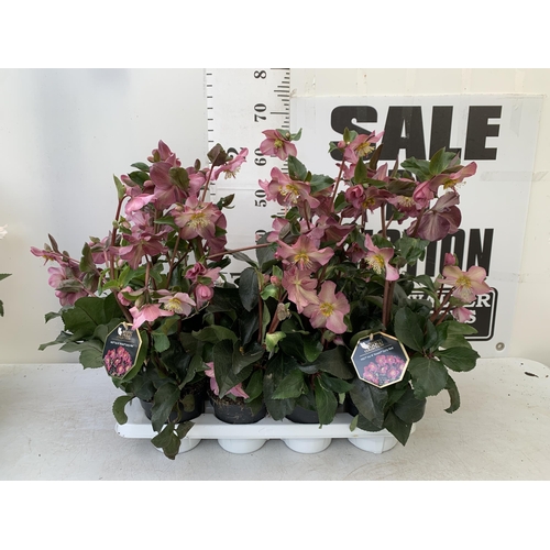 255 - EIGHT LARGE HELLEBORES ICE N' ROSES 'EARLY RED' ON A TRAY. IN 1.5 LTR POTS IN FULL BLOOM. APPROX 60-... 