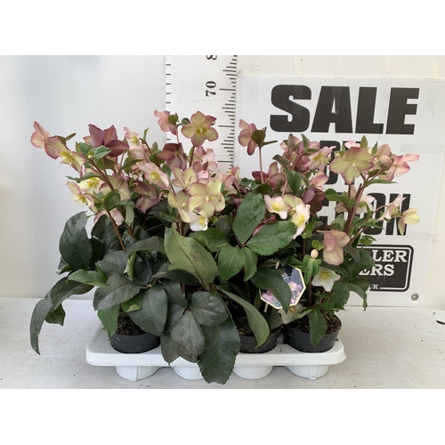 256 - EIGHT LARGE HELLEBORES ICE N' ROSES 'ROSE' ON A TRAY. IN 1.5 LTR POTS IN FULL BLOOM. APPROX 60-70CM ... 