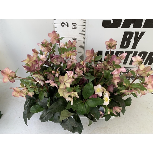 256 - EIGHT LARGE HELLEBORES ICE N' ROSES 'ROSE' ON A TRAY. IN 1.5 LTR POTS IN FULL BLOOM. APPROX 60-70CM ... 