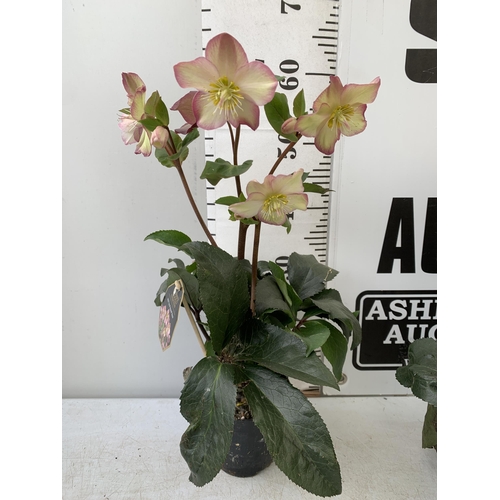 256 - EIGHT LARGE HELLEBORES ICE N' ROSES 'ROSE' ON A TRAY. IN 1.5 LTR POTS IN FULL BLOOM. APPROX 60-70CM ... 