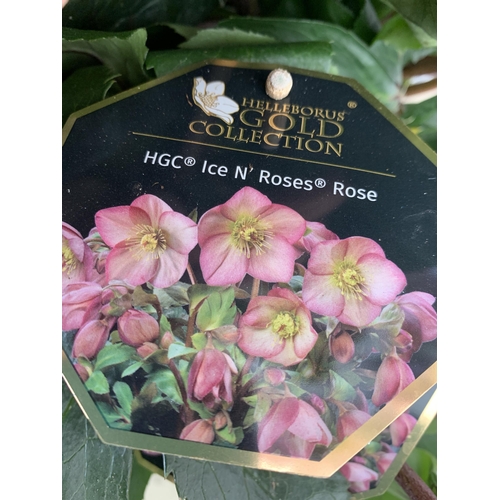 256 - EIGHT LARGE HELLEBORES ICE N' ROSES 'ROSE' ON A TRAY. IN 1.5 LTR POTS IN FULL BLOOM. APPROX 60-70CM ... 