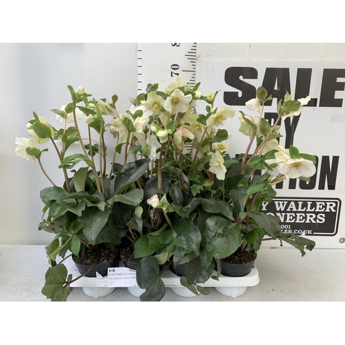 257 - EIGHT LARGE HELLEBORES ICE N' ROSES 'PICOTEE' ON A TRAY. IN 1.5 LTR POTS IN FULL BLOOM. APPROX 70CM ... 