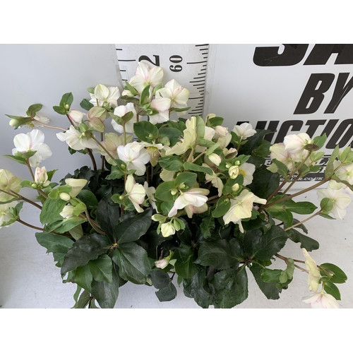 257 - EIGHT LARGE HELLEBORES ICE N' ROSES 'PICOTEE' ON A TRAY. IN 1.5 LTR POTS IN FULL BLOOM. APPROX 70CM ... 