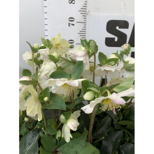 257 - EIGHT LARGE HELLEBORES ICE N' ROSES 'PICOTEE' ON A TRAY. IN 1.5 LTR POTS IN FULL BLOOM. APPROX 70CM ... 