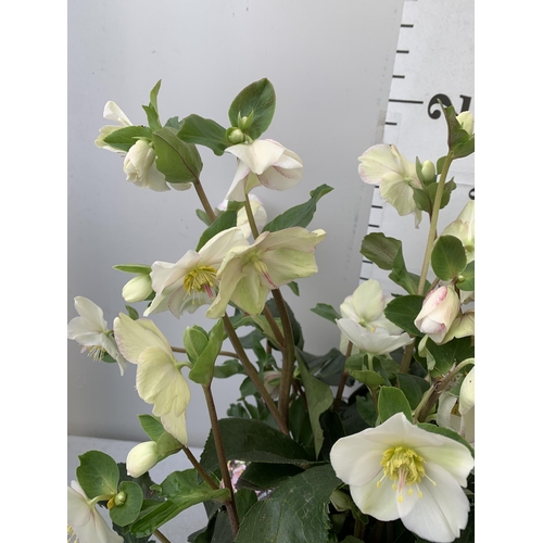 257 - EIGHT LARGE HELLEBORES ICE N' ROSES 'PICOTEE' ON A TRAY. IN 1.5 LTR POTS IN FULL BLOOM. APPROX 70CM ... 