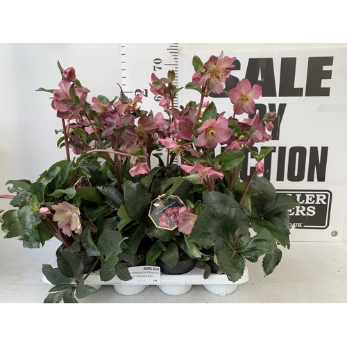 258 - EIGHT LARGE HELLEBORES ICE N' ROSES 'EARLY RED' ON A TRAY. IN 1.5 LTR POTS IN FULL BLOOM. APPROX 60-... 