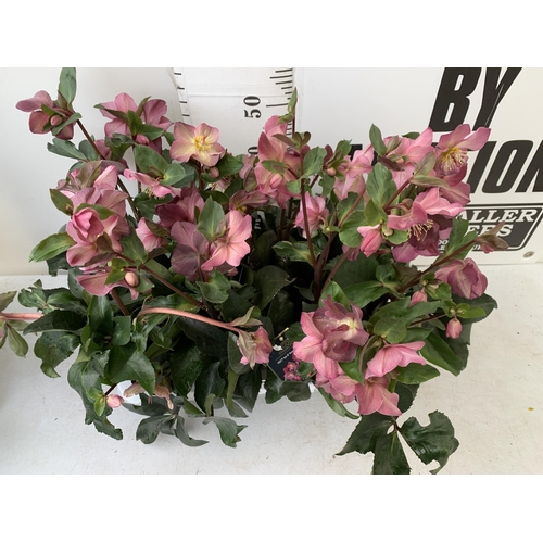 258 - EIGHT LARGE HELLEBORES ICE N' ROSES 'EARLY RED' ON A TRAY. IN 1.5 LTR POTS IN FULL BLOOM. APPROX 60-... 