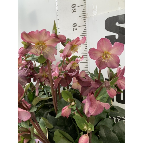 258 - EIGHT LARGE HELLEBORES ICE N' ROSES 'EARLY RED' ON A TRAY. IN 1.5 LTR POTS IN FULL BLOOM. APPROX 60-... 