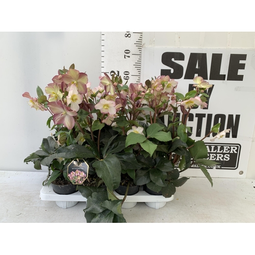 259 - EIGHT LARGE HELLEBORES ICE N' ROSES 'ROSE' ON A TRAY. IN 1.5 LTR POTS IN FULL BLOOM. APPROX 60-70CM ... 