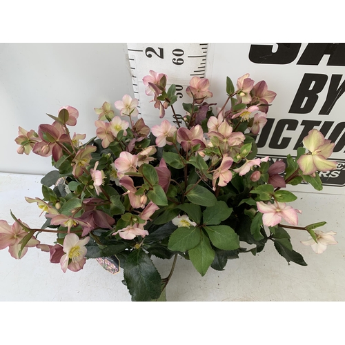 259 - EIGHT LARGE HELLEBORES ICE N' ROSES 'ROSE' ON A TRAY. IN 1.5 LTR POTS IN FULL BLOOM. APPROX 60-70CM ... 