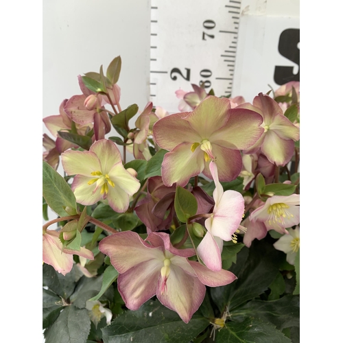 259 - EIGHT LARGE HELLEBORES ICE N' ROSES 'ROSE' ON A TRAY. IN 1.5 LTR POTS IN FULL BLOOM. APPROX 60-70CM ... 