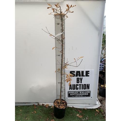 261 - ONE ENGLISH OAK 'QUERCUS ROBUR' 210CM IN HEIGHT IN A 12 LTR POT