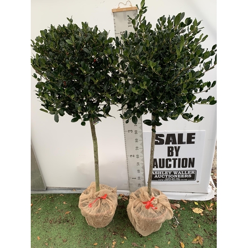 3 - A PAIR OF LARGE STANDARD HOLLY ILEX AQUIFOLIUM J C VAN TOLL TREES OVER 200CM. IN A 20 LITRE POT WITH... 