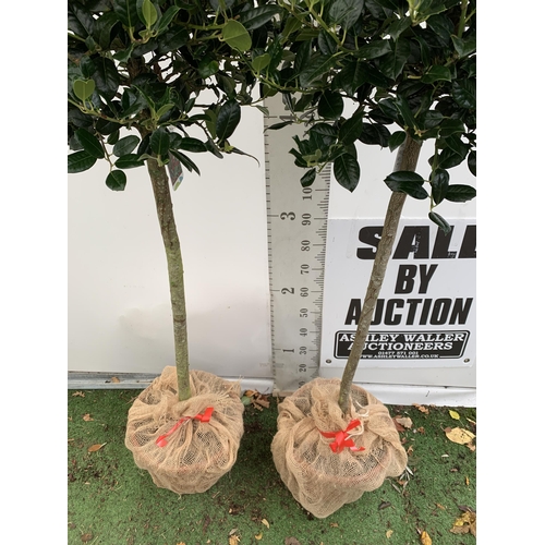 3 - A PAIR OF LARGE STANDARD HOLLY ILEX AQUIFOLIUM J C VAN TOLL TREES OVER 200CM. IN A 20 LITRE POT WITH... 