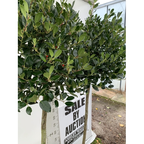 3 - A PAIR OF LARGE STANDARD HOLLY ILEX AQUIFOLIUM J C VAN TOLL TREES OVER 200CM. IN A 20 LITRE POT WITH... 