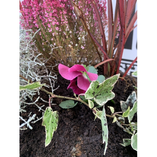 37 - TWO PLANTERS FILLED WITH WINTER BEDDING TO INCLUDE PANSIES, LEUCOPHYTA, PHORMIUM ETC. PLANTERS MEASU... 