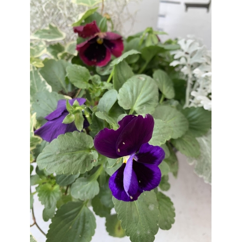 4 - TWO PLANTERS FILLED WITH WINTER BEDDING TO INCLUDE PANSIES, CYCLAMEN, LEUCOPHYTA ETC. PLANTERS MEASU... 