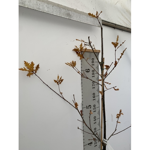 52 - ONE ENGLISH OAK 'QUERCUS ROBUR' 210CM IN HEIGHT IN A 12 LTR POT