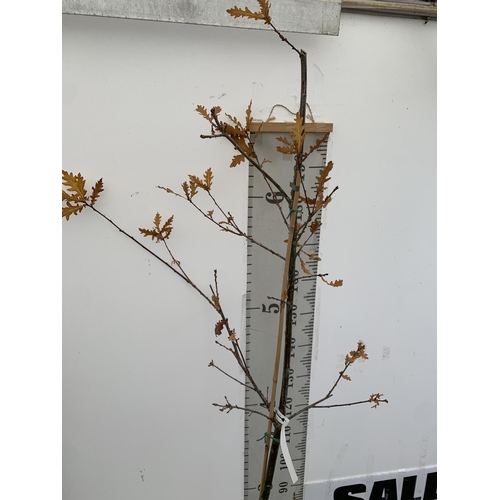 52 - ONE ENGLISH OAK 'QUERCUS ROBUR' 210CM IN HEIGHT IN A 12 LTR POT