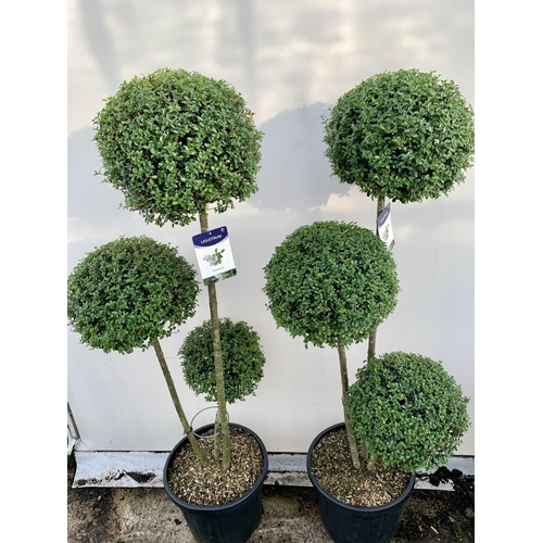 1 - A PAIR OF LIGUSTRUM JONANDRUM TRIOBA POM POM TREES APPROX 190CM TALL IN A 35 LITRE POT. TO BE SOLD F... 