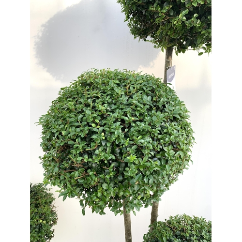 1 - A PAIR OF LIGUSTRUM JONANDRUM TRIOBA POM POM TREES APPROX 190CM TALL IN A 35 LITRE POT. TO BE SOLD F... 