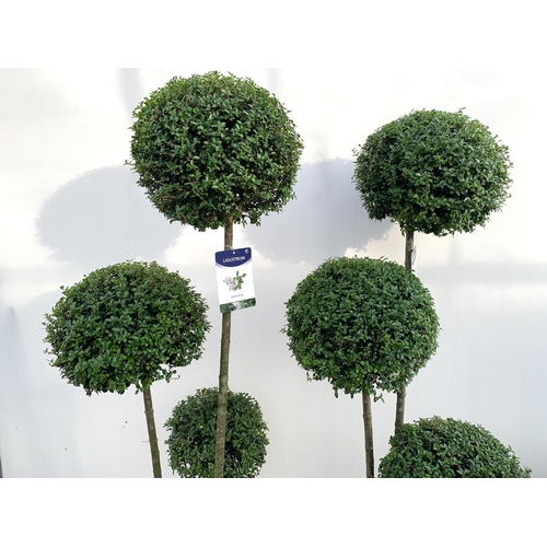 1 - A PAIR OF LIGUSTRUM JONANDRUM TRIOBA POM POM TREES APPROX 190CM TALL IN A 35 LITRE POT. TO BE SOLD F... 