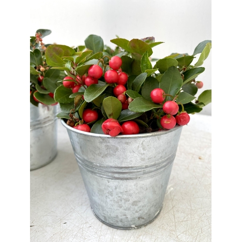 10 - EIGHT GAULTHERIA PERNYETTAS COVERED IN BERRIES IN DECORATIVE ALUMINIMUM PAILS. APPROX 25CM IN HEIGHT... 