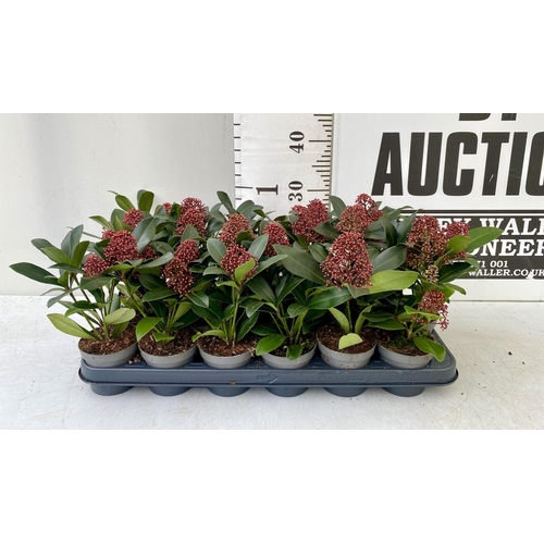 11 - EIGHTEEN RED SKIMMIA JAPONICA PLANTS IN 7CM POTS. APPROX 30CM IN HEIGHT TO BE SOLD FOR THE EIGHTEEN