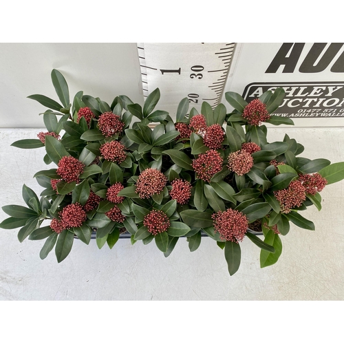 11 - EIGHTEEN RED SKIMMIA JAPONICA PLANTS IN 7CM POTS. APPROX 30CM IN HEIGHT TO BE SOLD FOR THE EIGHTEEN